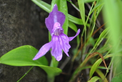 Roscoea