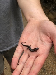 Desmognathus perlapsus