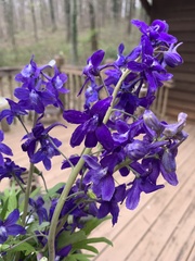 Delphinium tricorne