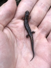 Desmognathus perlapsus
