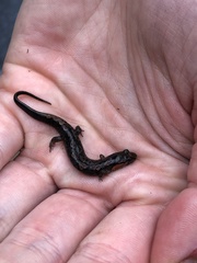 Desmognathus perlapsus