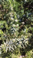 Juniperus macrocarpa
