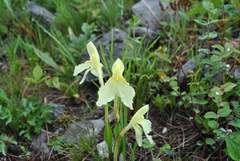 Roscoea cautleyoides