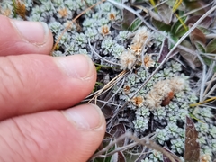Raoulia parkii