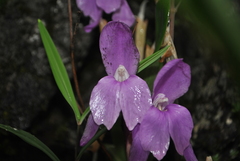 Roscoea humeana