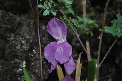 Roscoea humeana