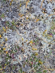 Raoulia parkii