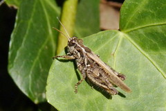 Baeacris