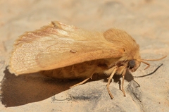 Lasiocampa trifolii