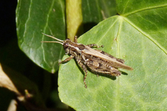 Baeacris