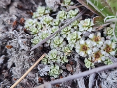Raoulia parkii