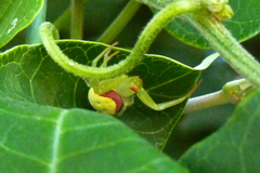 Misumenops callinurus