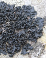 Enchylium polycarpon