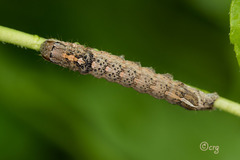 Sympistis chionanthi