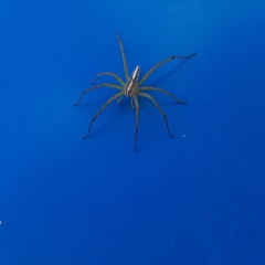 Neoctenus