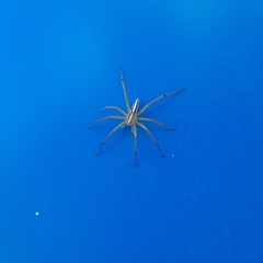 Neoctenus