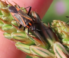Hadrodemus