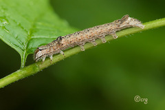 Sympistis chionanthi