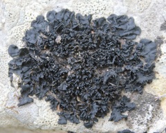 Enchylium polycarpon