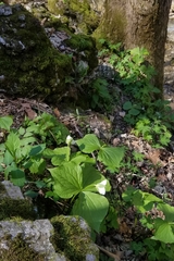 Trillium flexipes
