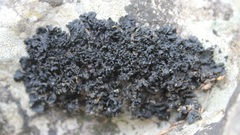 Enchylium polycarpon