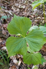 Trillium flexipes