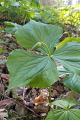 Trillium flexipes