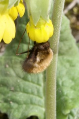 Bombylius discolor