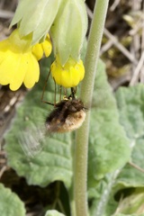 Bombylius discolor