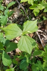 Trillium flexipes
