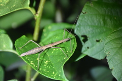 Ocnophiloidea regularis