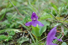 Roscoea tibetica