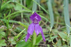 Roscoea tibetica