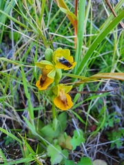 Ophrys lutea
