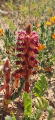 Orobanche sanguinea