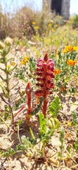 Orobanche sanguinea