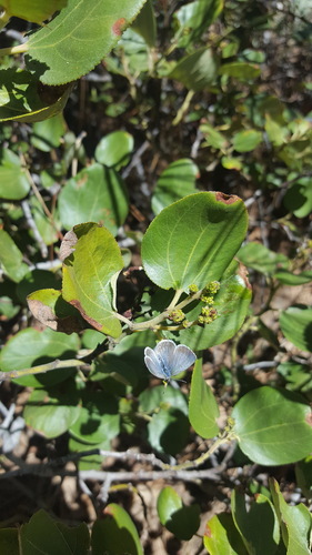 iNaturalist observation photo of Echo Azure
