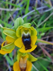 Ophrys lutea