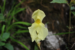 Roscoea humeana