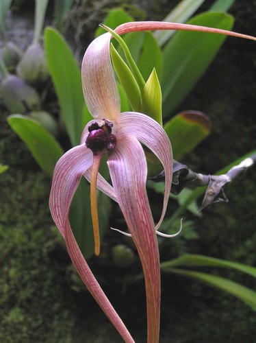Sea Urchin Orchid