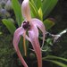Bulbophyllum echinolabium - Photo (c) 阿橋 HQ, algunos derechos reservados (CC BY-SA)