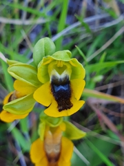 Ophrys lutea