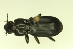 Pterostichus crenicollis