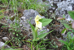 Roscoea humeana