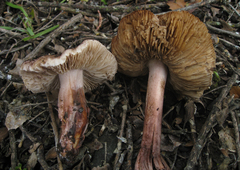 Inosperma adaequatum