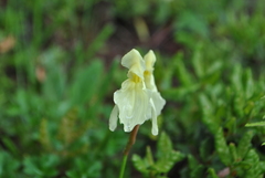 Roscoea cautleyoides