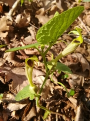 Aristolochia lutea