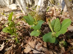 Aristolochia lutea