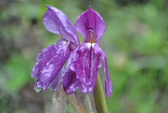 Roscoea cautleyoides