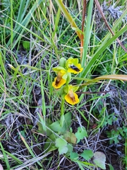 Ophrys lutea